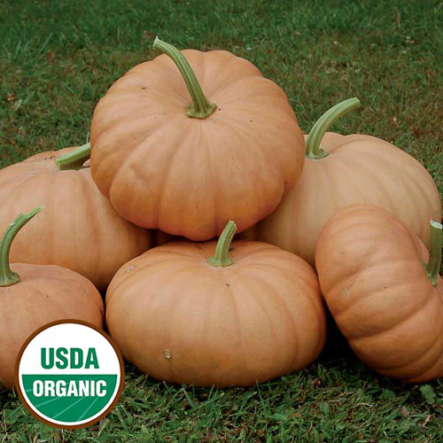 Long Island Cheese Pumpkin