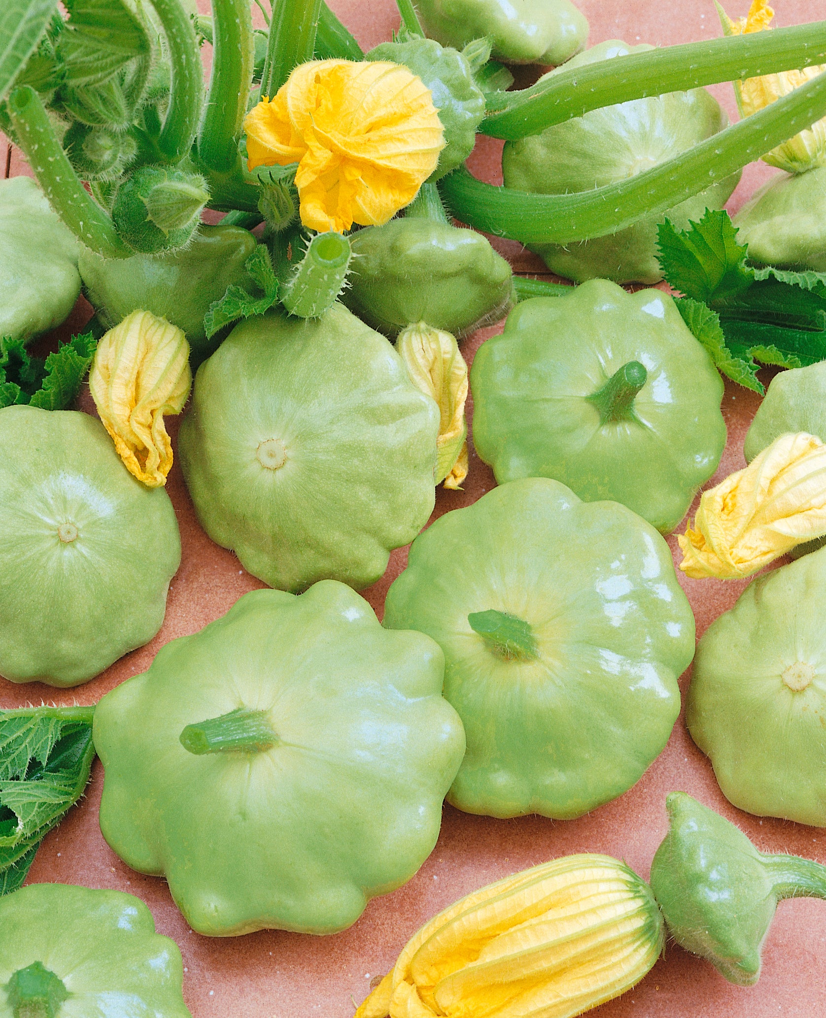 Lunar Eclipse Squash Seeds