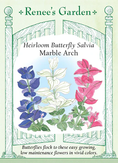 Marble Arch Salvia - Image 2