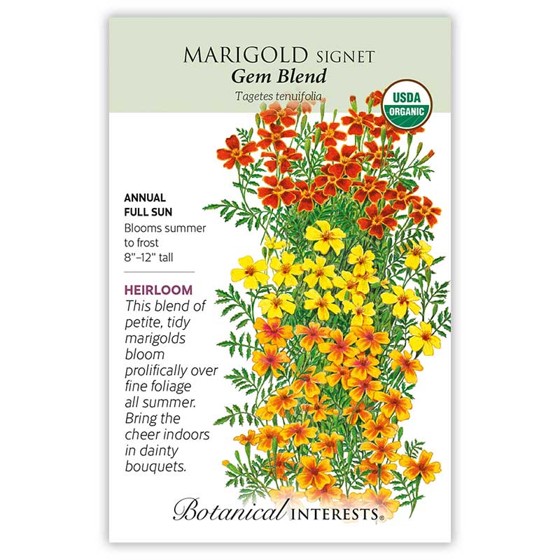 Signet Gem Blend Marigold