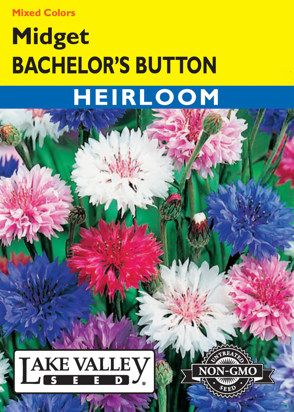Midget Mix Bachelor Button