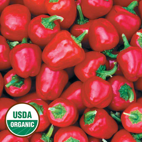 Miniature Red Sweet Bell Pepper