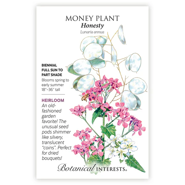 Honesty Money Plant