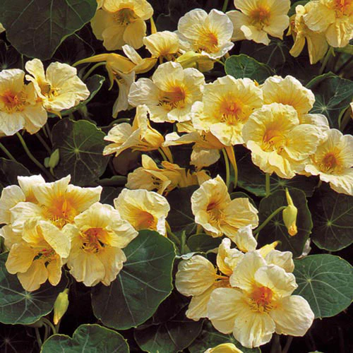 Nasturtium Milkmaid