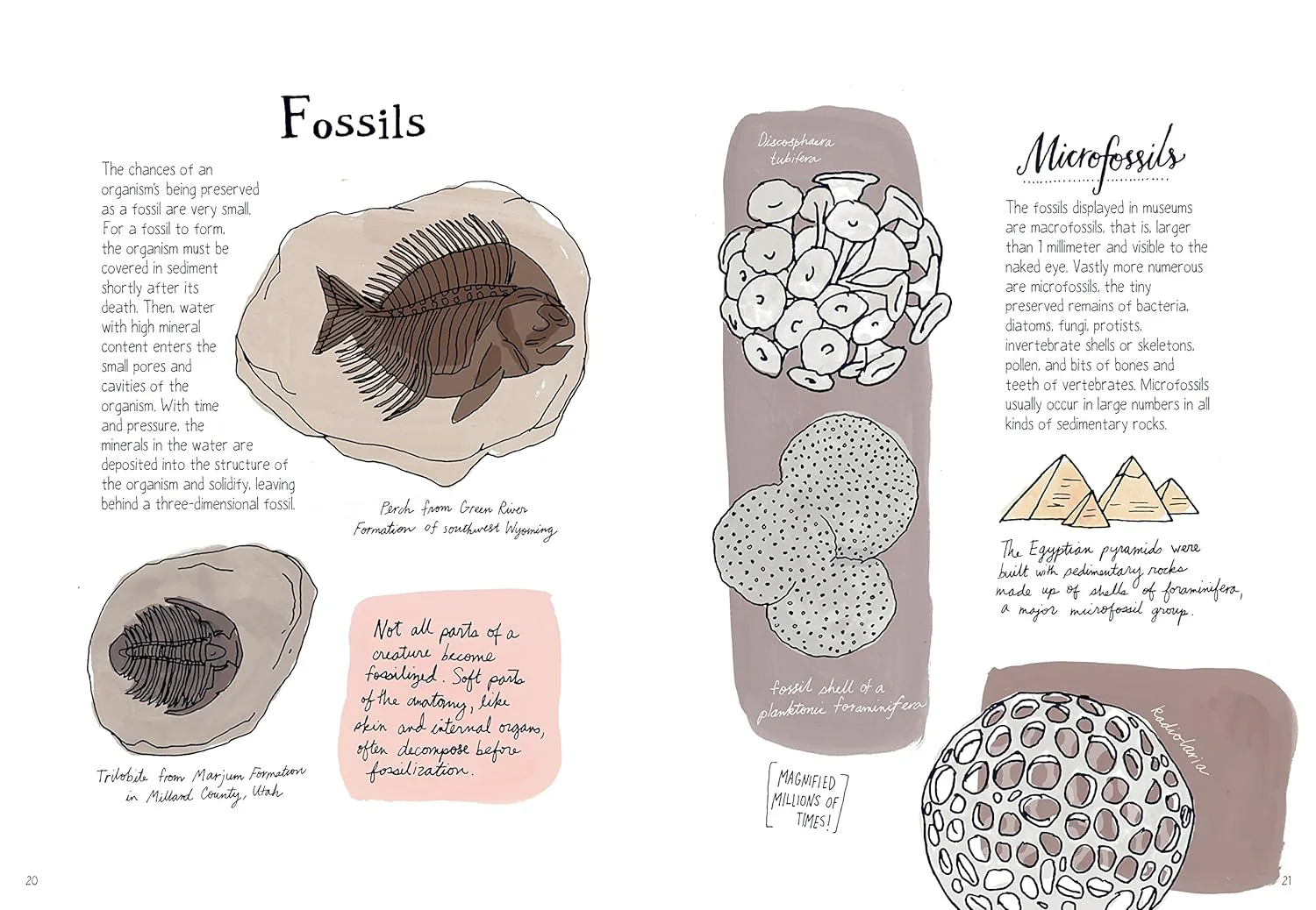 Nature Anatomy By Julia Rothman - Image 4