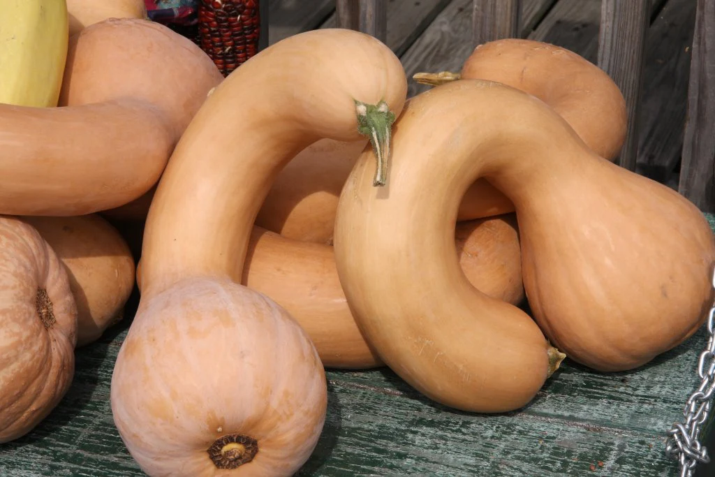 Neck Pumpkin Seeds