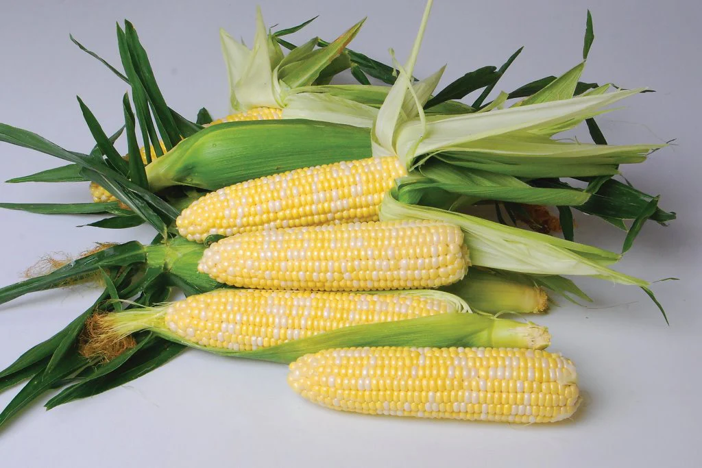 Nirvana Bicolor Sweet Corn Seeds