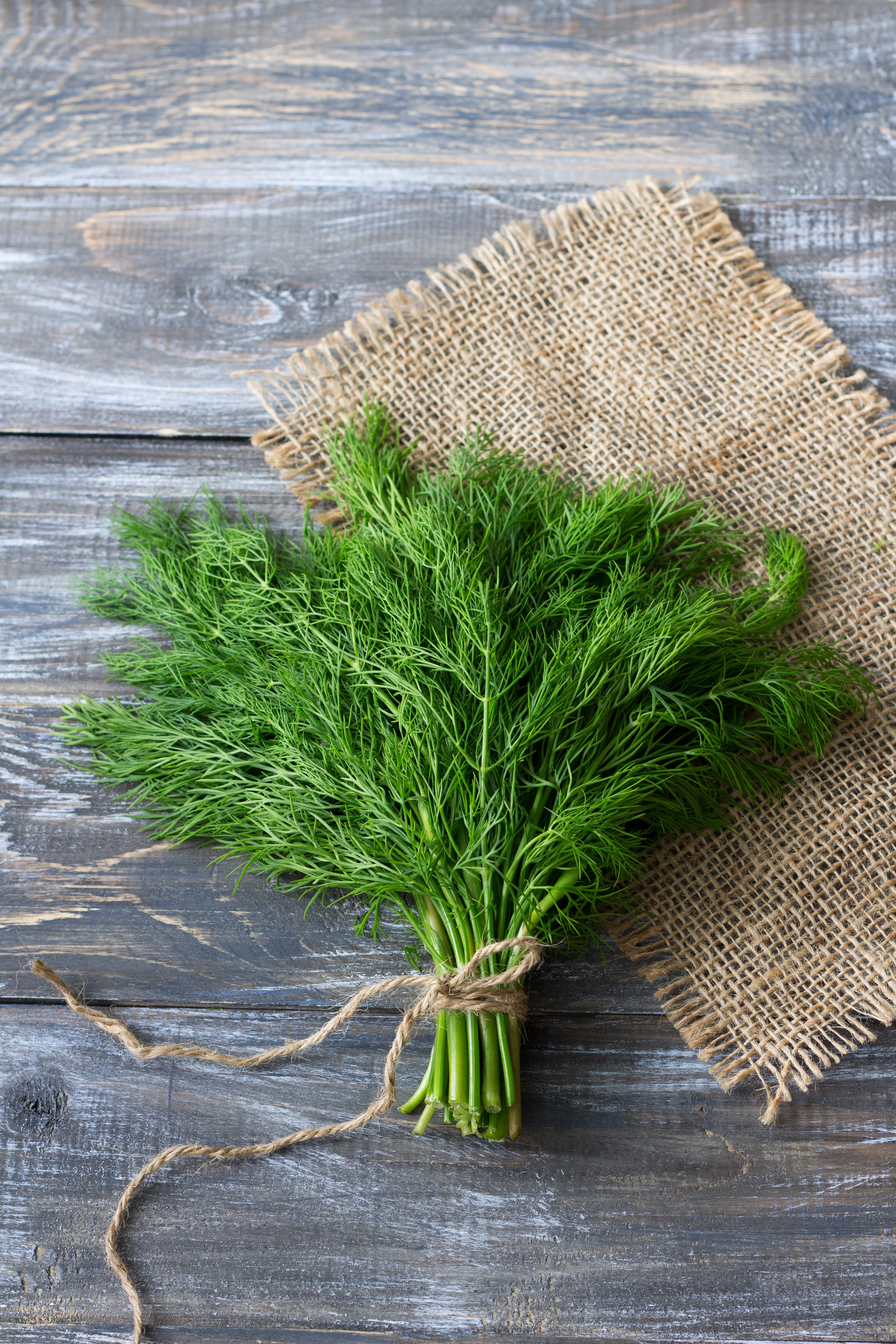 Organic Bouquet Dill Seeds - Image 3