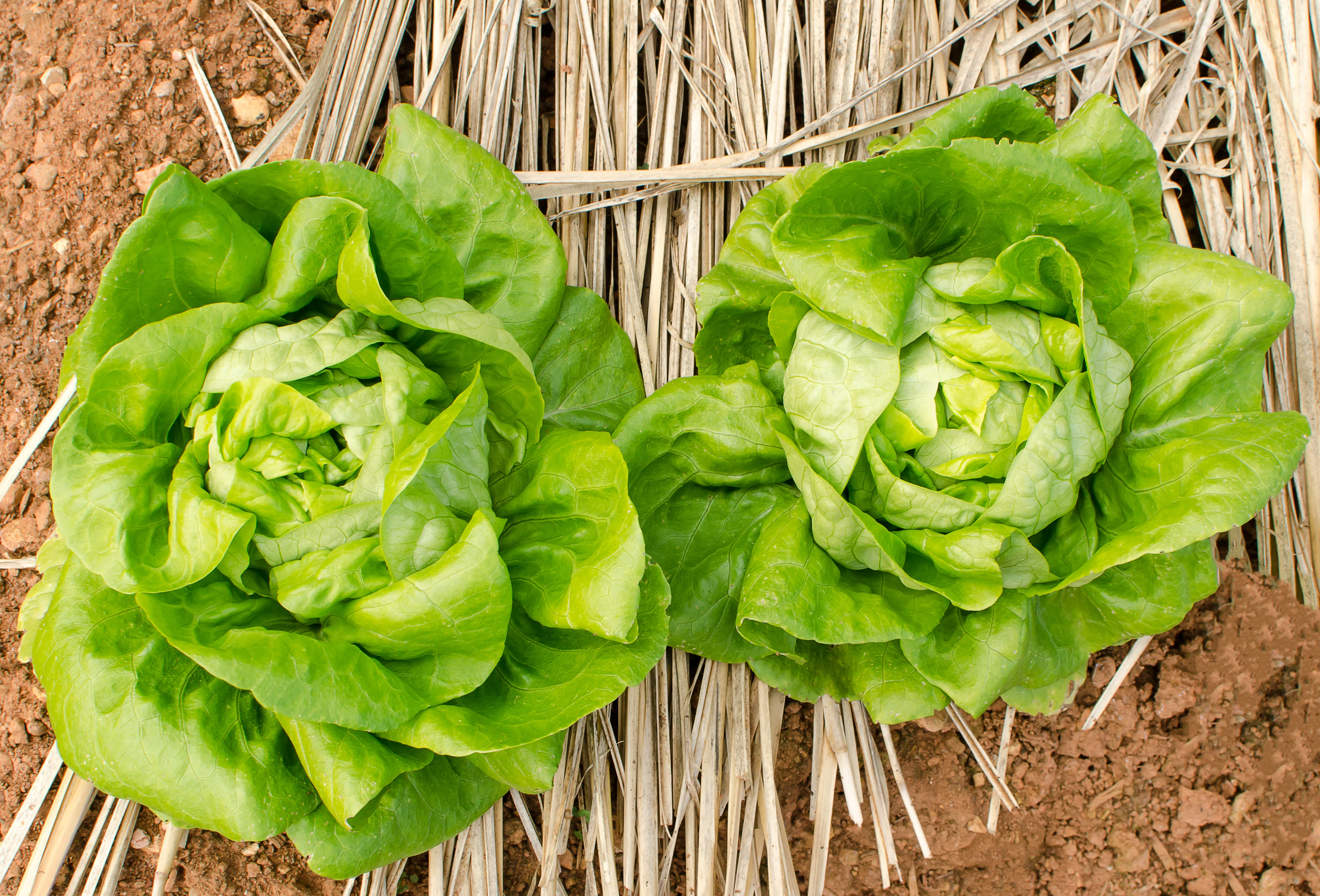 Organic Lettuce Seeds - USDA Buttercrunch (1,000 Seeds) - Image 3