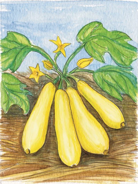 Organic Squash Seeds - USDA Early Prolific Straightneck (30 Seeds) - Image 4