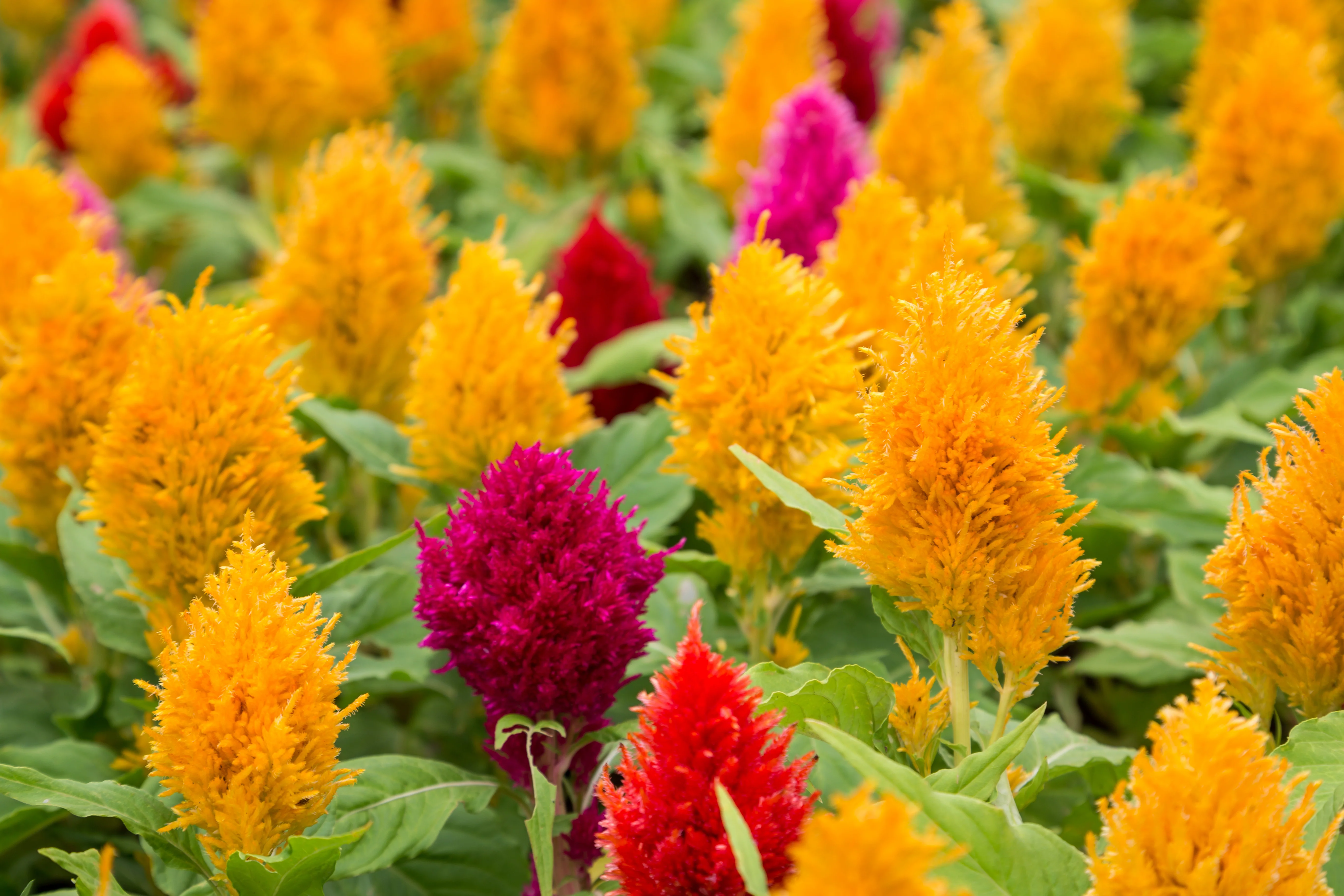 Pampas Plume Celosia Seeds