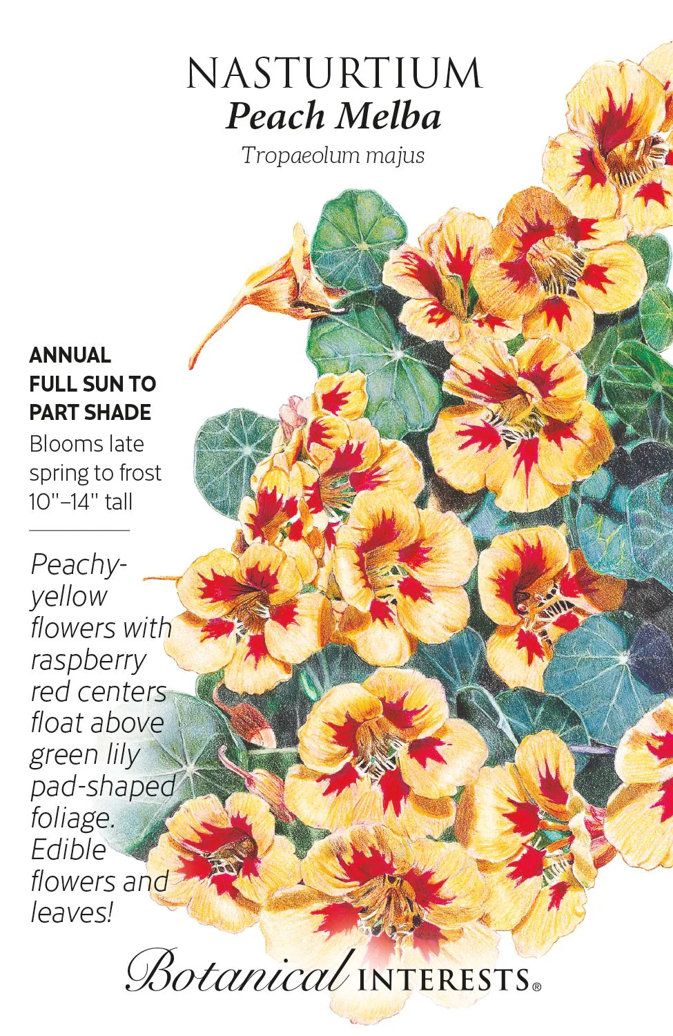 Peach Melba Nasturtium