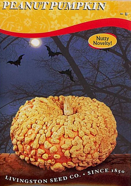 Peanut Pumpkin - Image 2