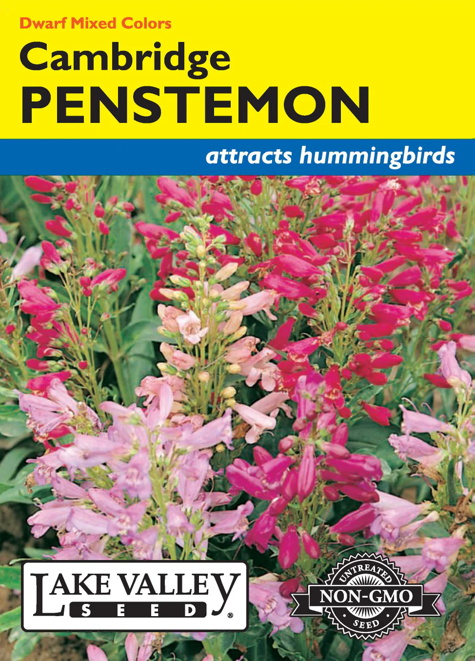 Penstemon - Cambridge Dwarf Mixed Colors