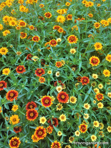 Persian Carpet Zinnias
