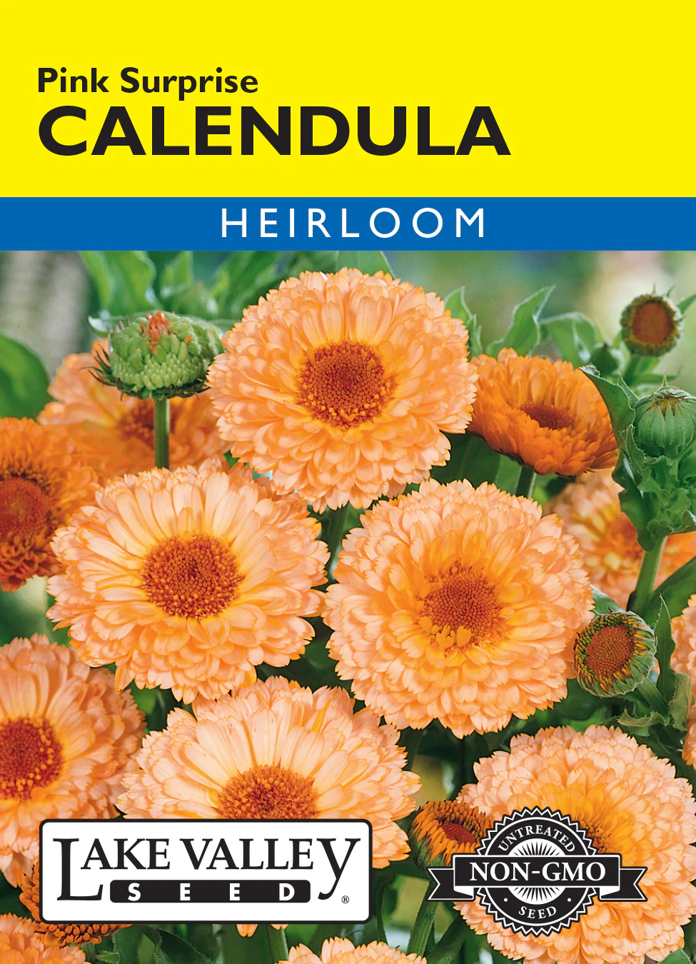 Pink Surprise Calendula