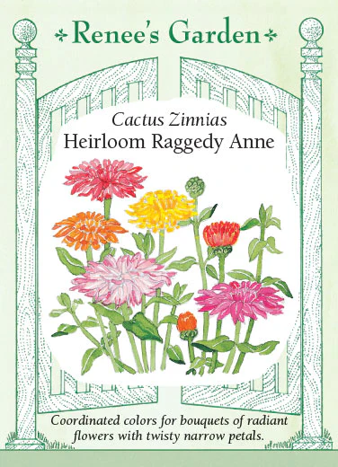 Raggedy Anne Zinnias - Image 2