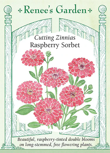 Raspberry Sorbet Zinnias - Image 2