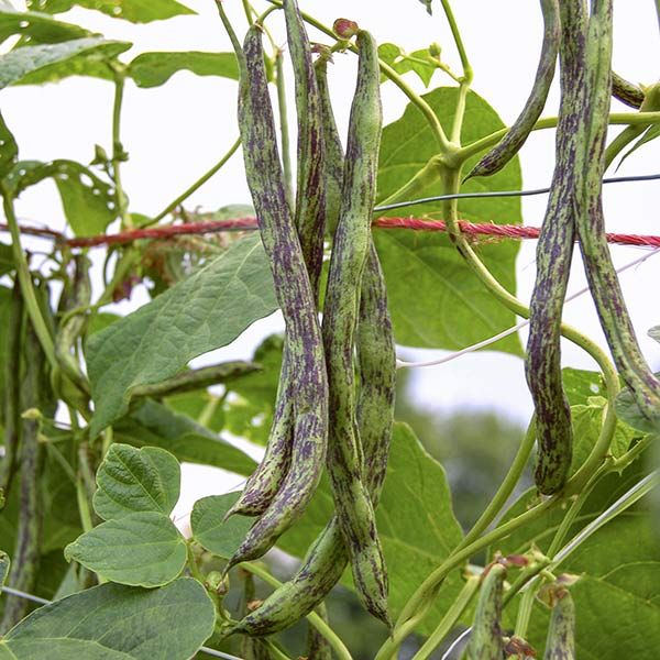 Rattlesnake Pole Bean - Image 3