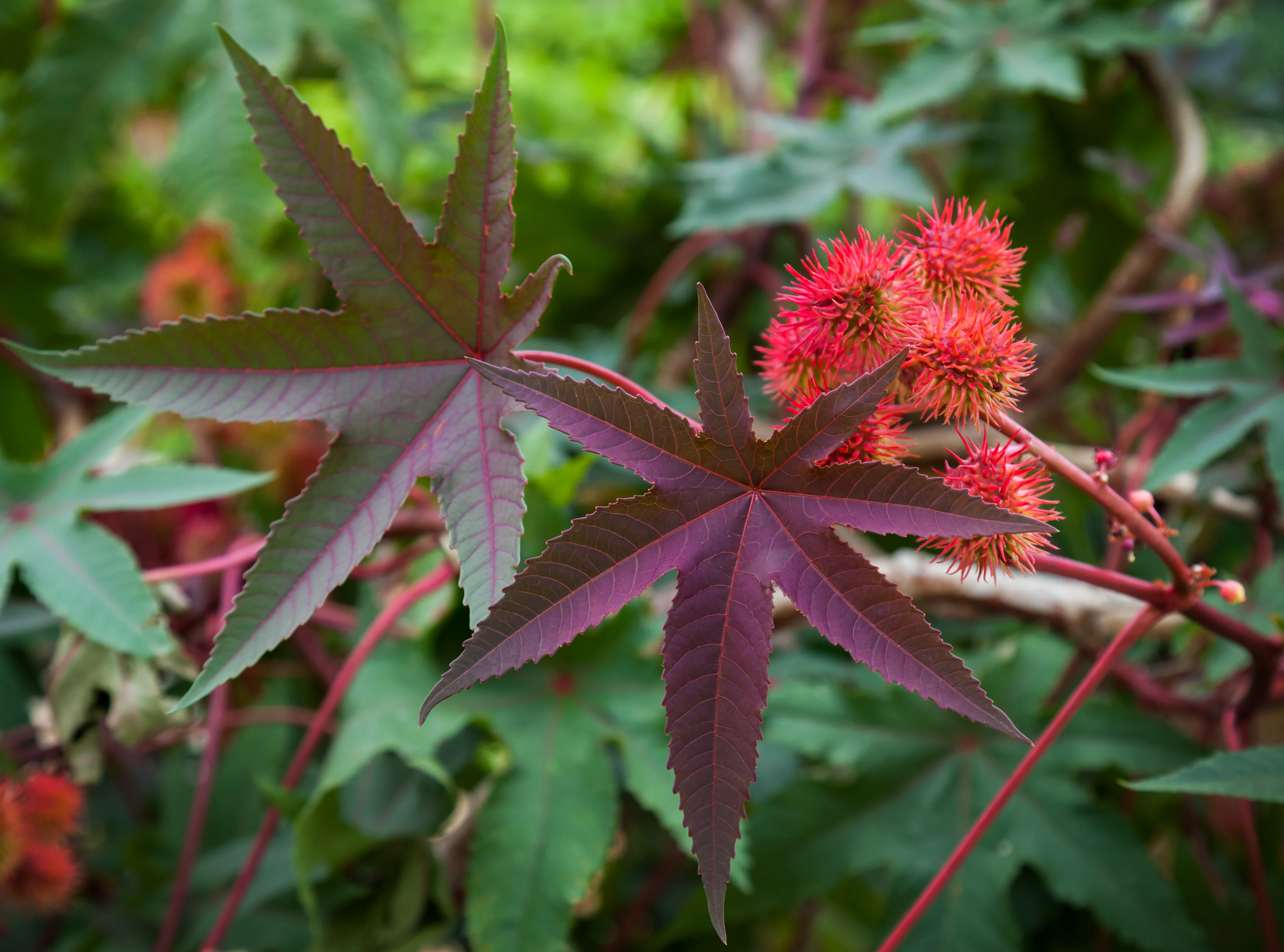 Ricinus Castor Bean Seeds