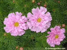 Rose Bon Bon Cosmos