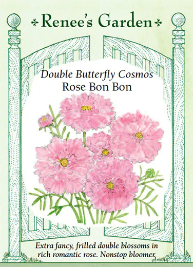 Rose Bon Bon Cosmos - Image 2