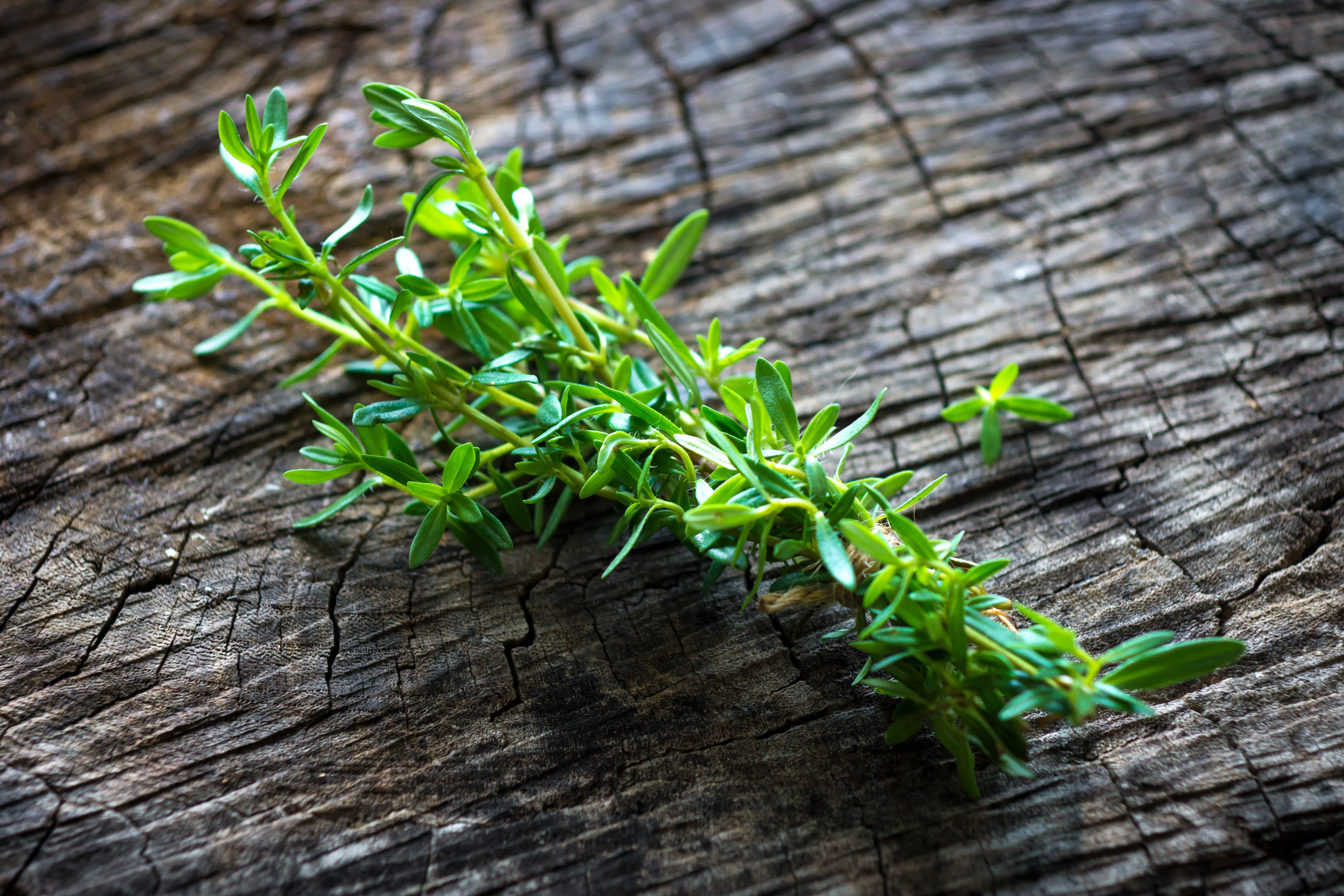 Savory Seeds