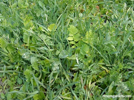 Cover Crop Scatter Can
