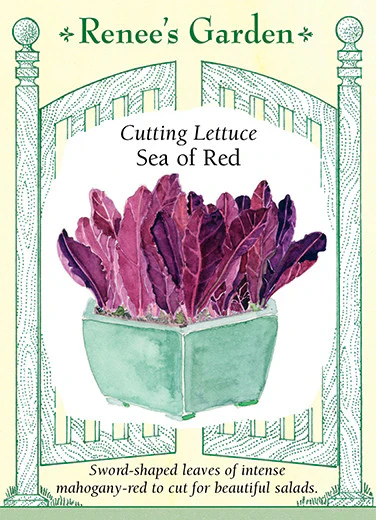 Sea Of Red Lettuce - Image 2