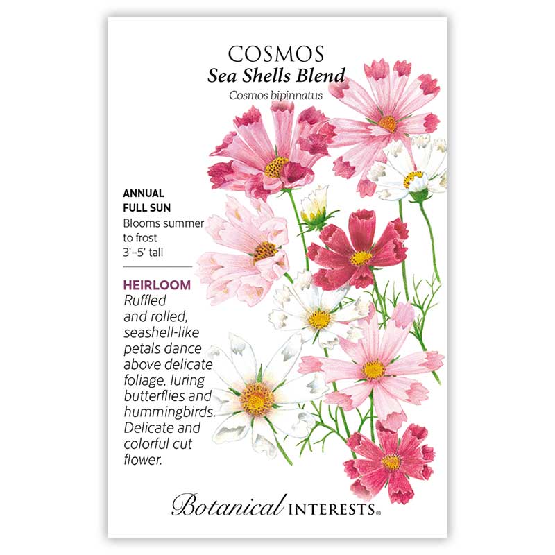 Sea Shells Blend Cosmos