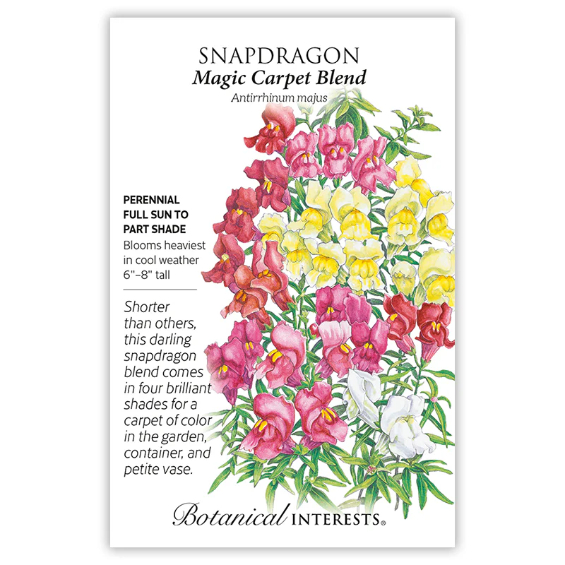 Magic Carpet Blend Snapdragon