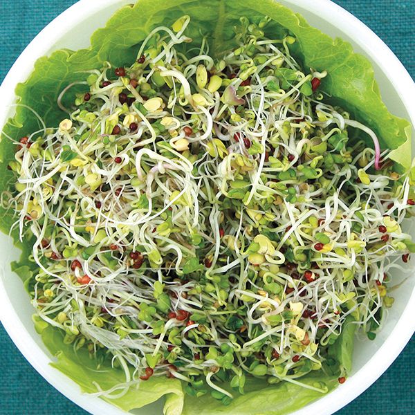Sprouting Seeds - Broccoli Blend