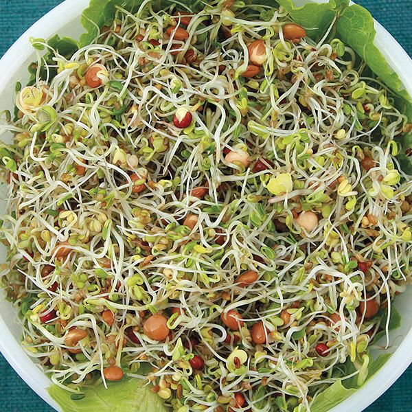Sprouting Seeds - Spicy Salad
