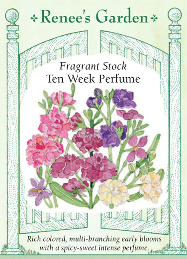 Stock Ten Week Perfume - Image 2