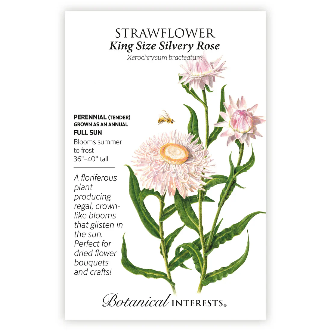 King Size Silvery Rose Strawflower
