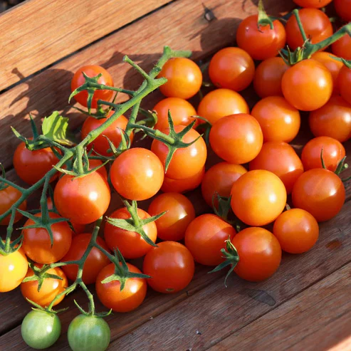 Sungold Cherry Tomato - Image 2