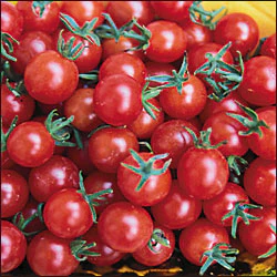 Sweet Pea Currant Tomato