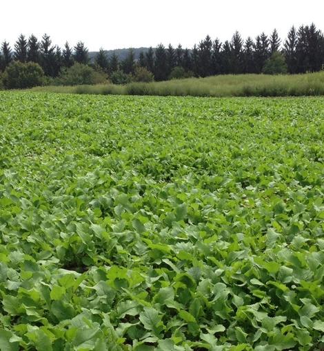 Tecomate Root King Radish - Image 2