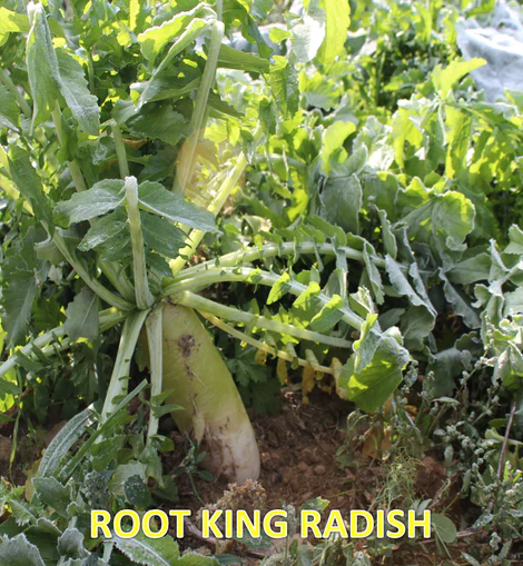 Tecomate Root King Radish - Image 3