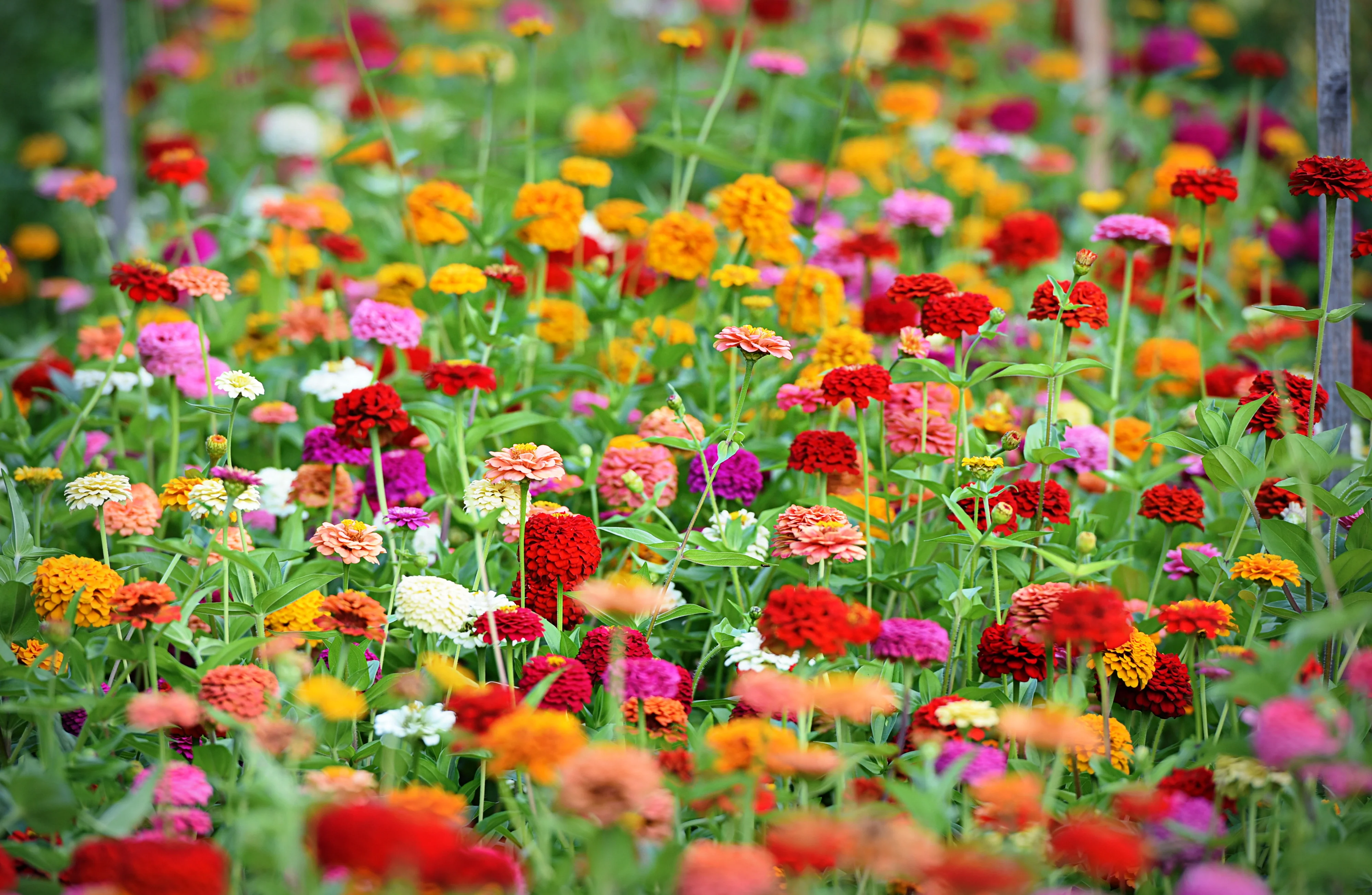 Thumbelina Zinnia Seed Mix