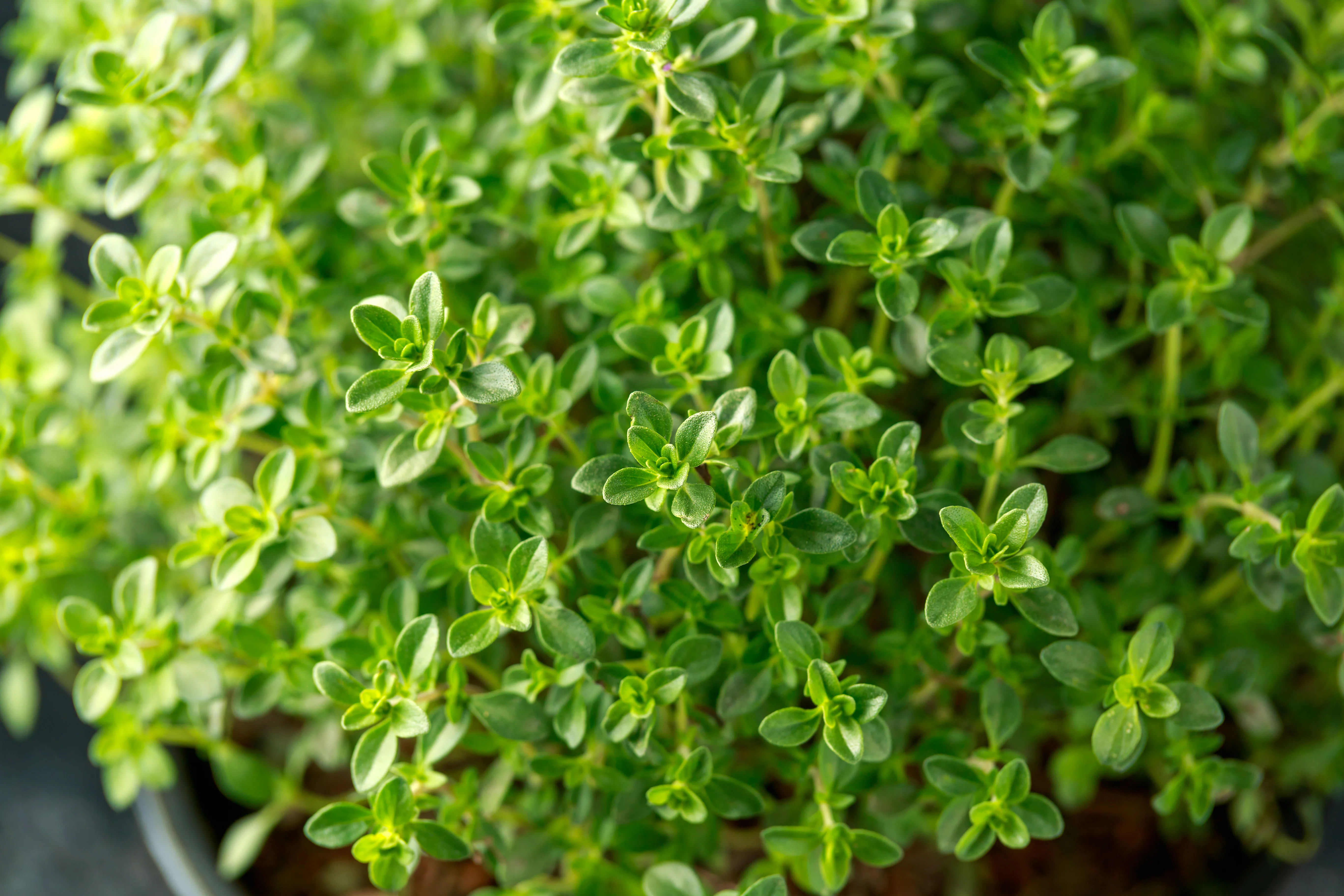 Thyme Seeds