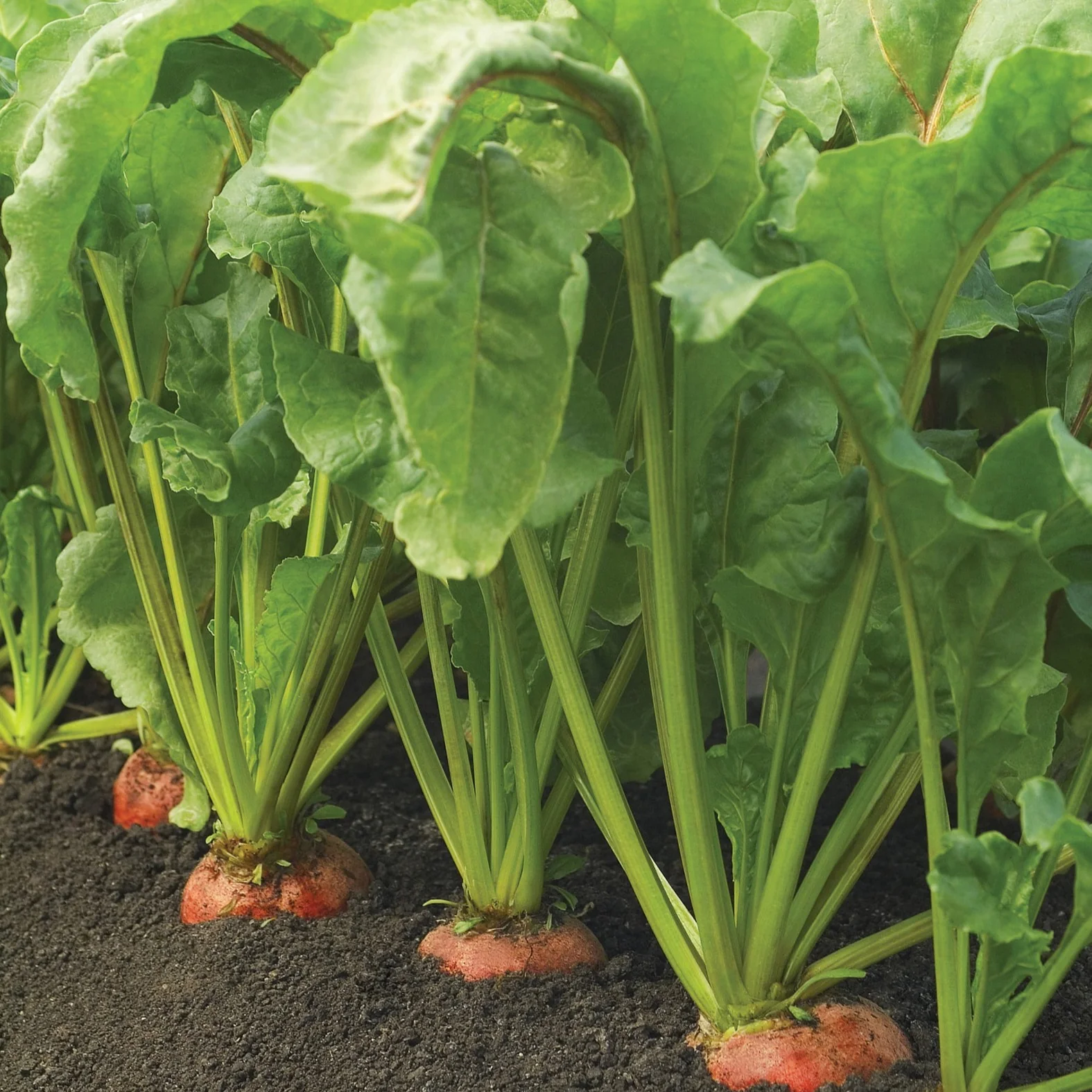 Touchstone Gold Beet Seeds - Image 6