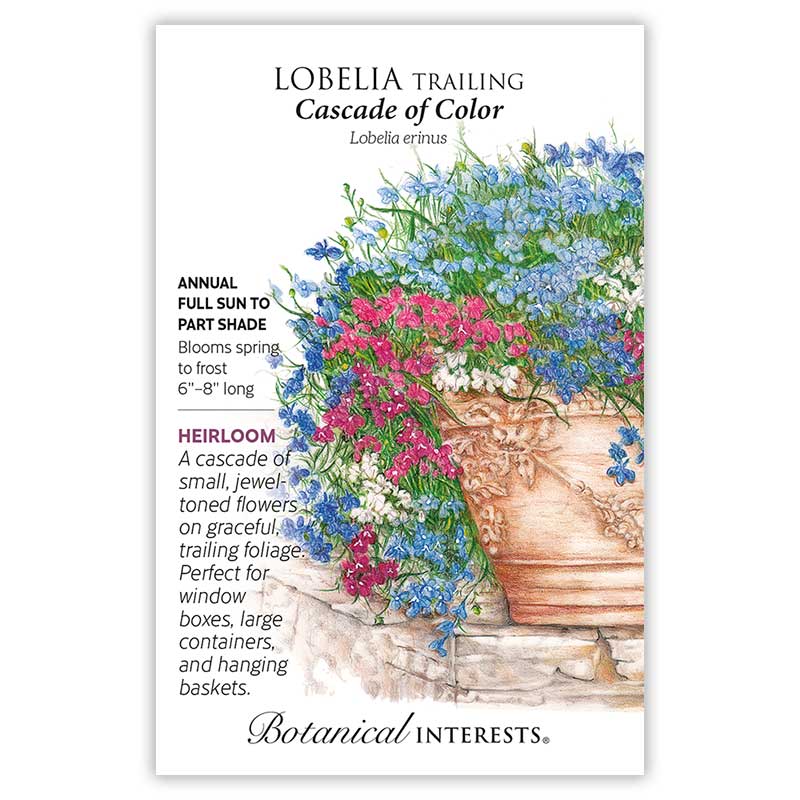 Trailing Cascade Of Color Lobelia