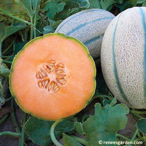 Tuscan Napoli Melon