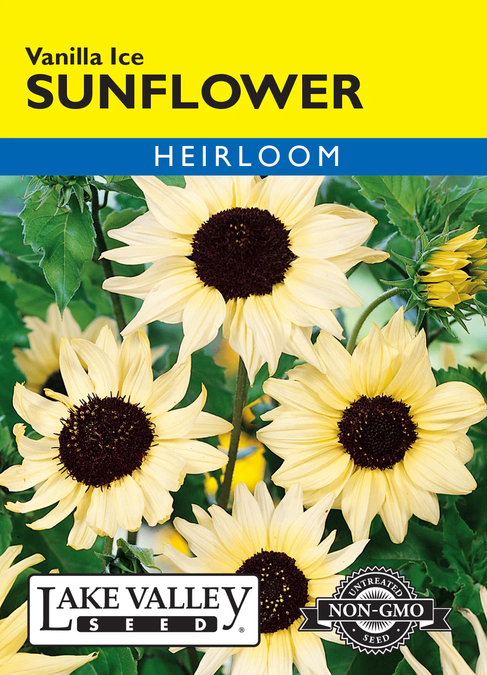 Vanilla Ice Sunflower
