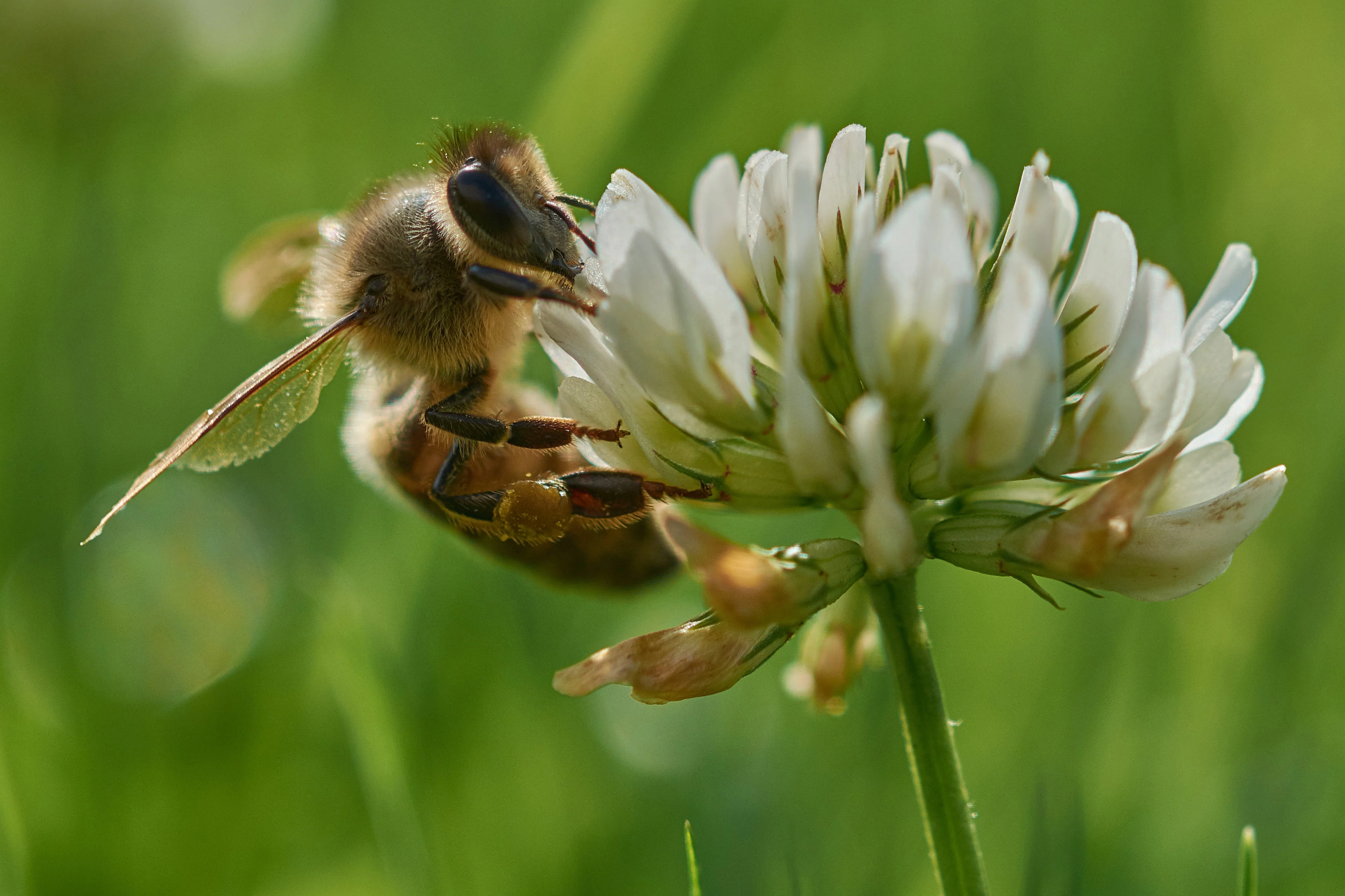 Rohrer Seeds White Clover Seed (1 LB) - Image 3