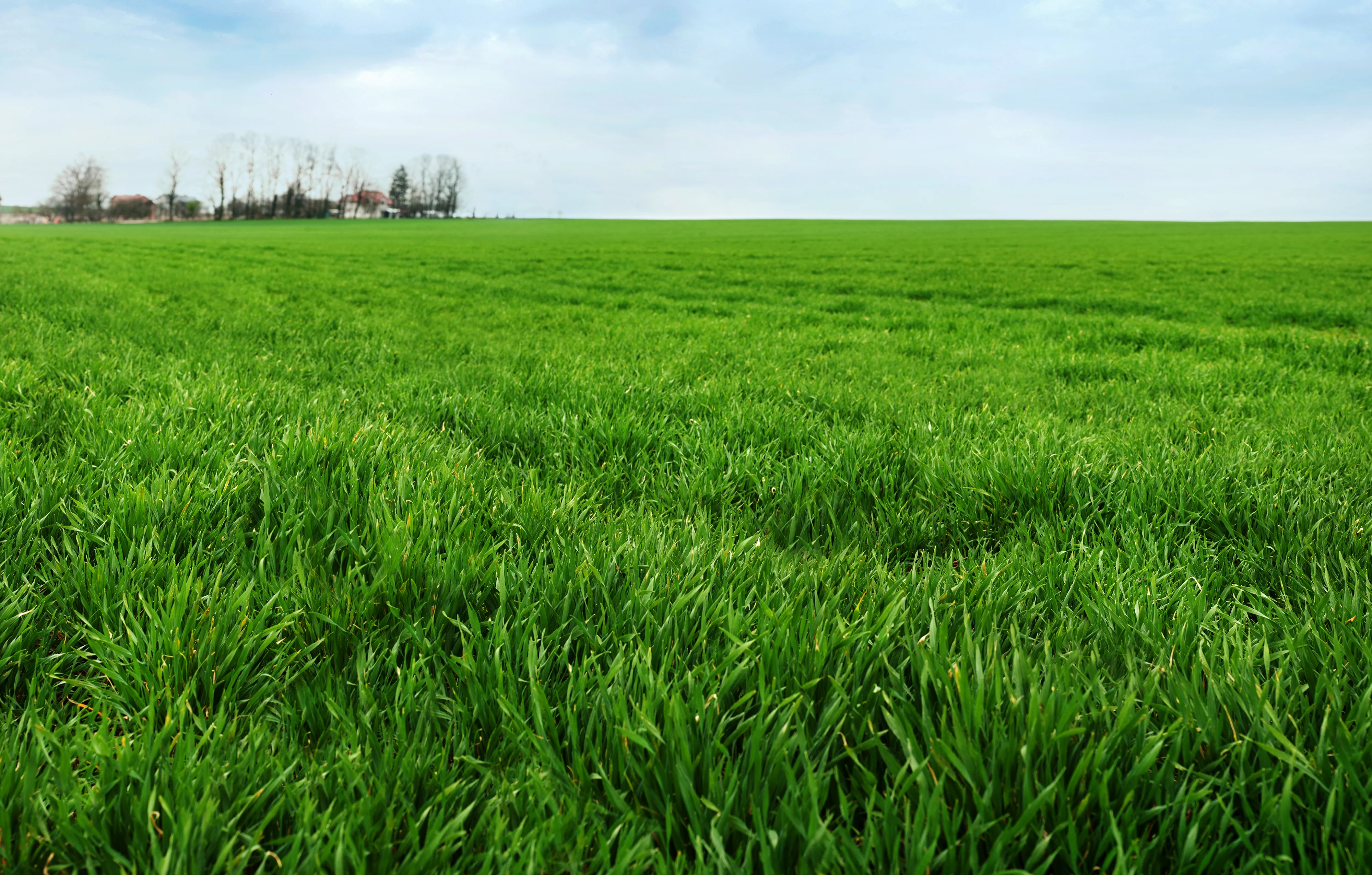 Winter Rye Seeds