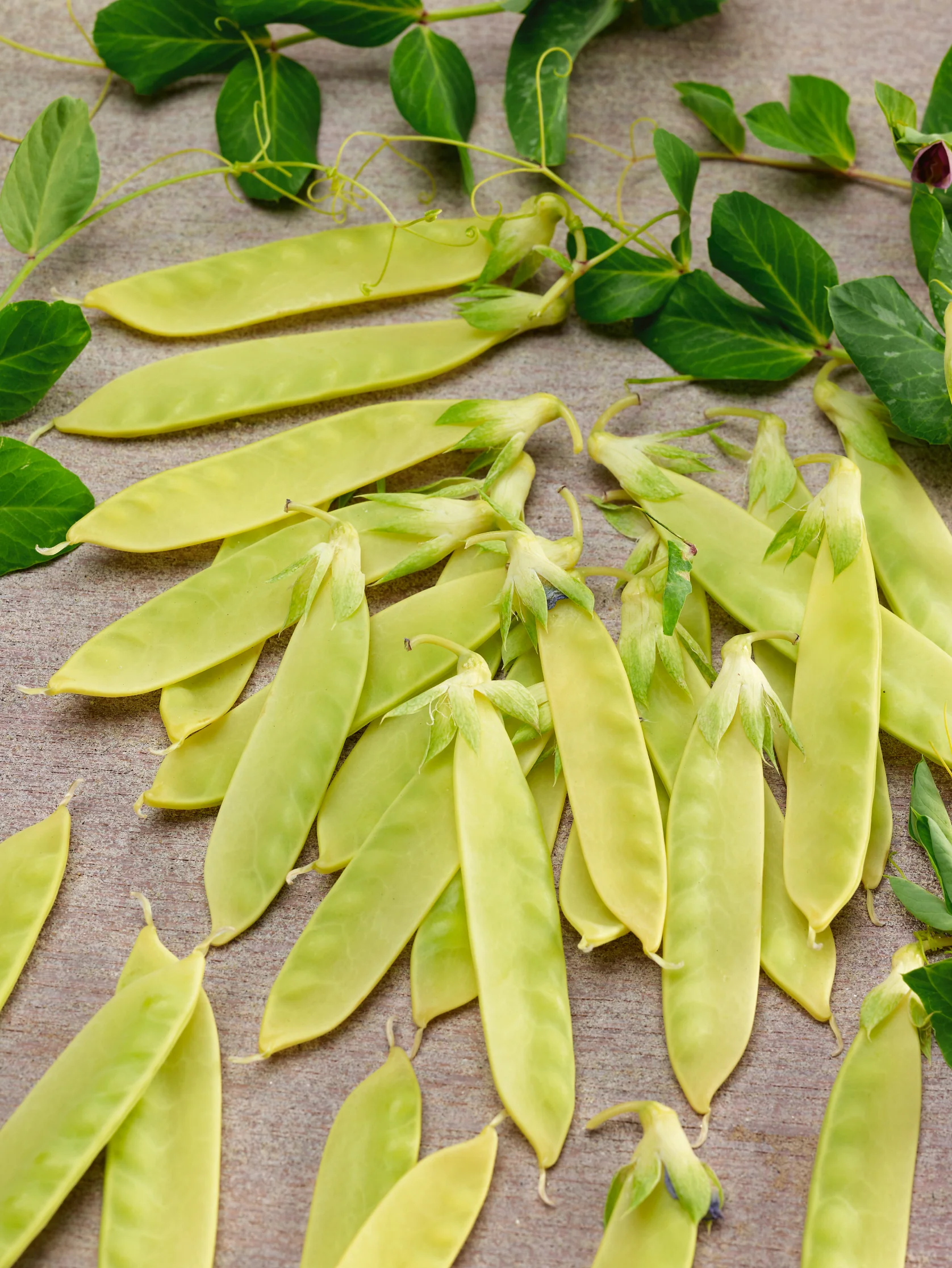 Yellow Sugar Pod Pea (60 seeds), Container Collection